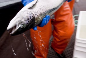 B.C. First Nations want meeting with Carney about salmon, need for open-net farm ban