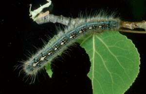 Caterpillar infestation creates growing concern for residents