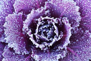 Frost hits Manitoba fruit and vegetable growers