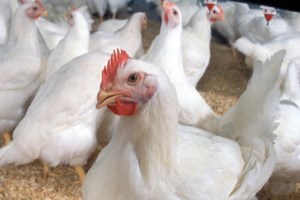 CFIA raw poultry policy to tighten food safety