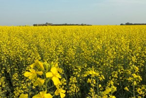 Canola support gets mixed response