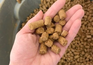 Vietnam purchasing cheap Canadian canola meal