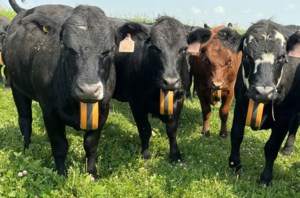 Virtual fencing supports targeted land Management in Central Sask.