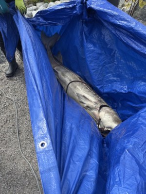 B.C. First Nation investigates sturgeon deaths, with plan to track drifting carcasses
