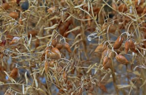 Traders forecast record lentil yields for Canada