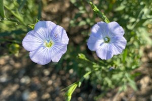 Big Russian flax plant is another threat to Canada