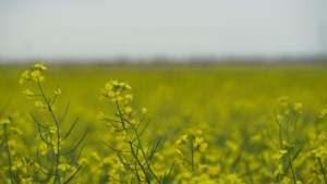 Canola exports to China down but not at zero