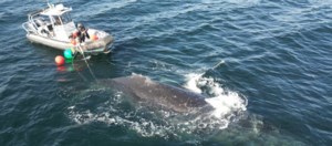 Crew unravels humpback whale from rope and fishing gear off B.C.’s coast