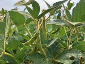Health Canada proposes new restrictions for dicamba on soybeans