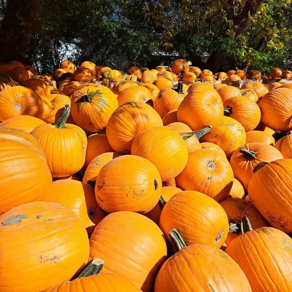 The Waning Light of Fall