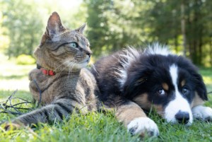 Commentary: Pet guardians are increasingly worried about the mental health of their dogs and cats