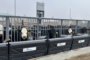 Why hungrier heifers might help fight climate change