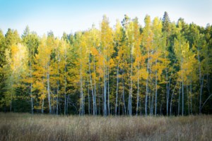Grow Your Own Future: Trees and Green Spaces