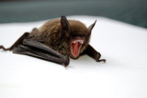 Martensville warns of bat attacks after local resident is bitten in his yard