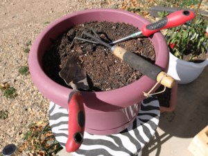 Gardener's Notebook: Time to consider re-potting