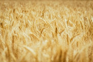 Canadian wheat exports ahead of last year's pace: Market Outlook