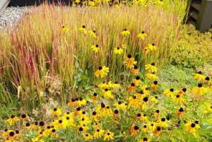 Grow Your Own Future: Last chores for the garden