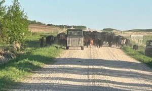 SGI’s list of things to be thankful for includes alert drivers