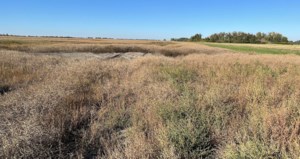 Kochia’s rise reveals deeper soil troubles on Prairie farms
