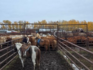 620 CKRM Ranch Roundup #2 - Insinger Community Pasture