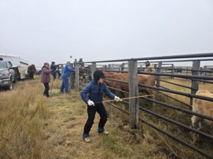 Ranch Roundup #3 - Laurier Grazing Corp.
