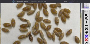 Farmer's privilege on seed could be eliminated: Federal NDP