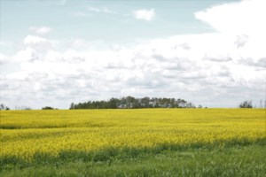 Agriculture This Week: Trump tariffs should open door to new deals