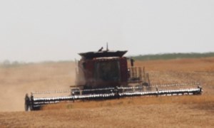 Bigger wheat crop expected in Western Australia this year