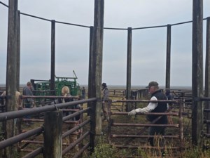 Ranch Roundup #4 - Cymri Grazing Corp Community Pasture