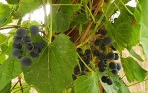 Grow Your Own Future: Growing grapes – Part I