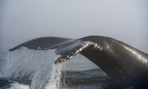 Department of Fisheries and Oceans Canada says Hullo Ferries vessel struck humpback