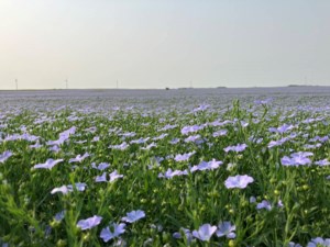 Huge Black Sea flax crop to provide stiff competition