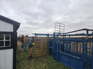 Ranch Roundup #5 - Wellington Community Pasture