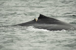 Humpback calf seen with deep gash after reported ferry strike off Vancouver