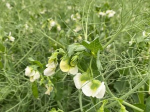 Crop quality looks good this year across Prairies