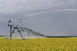 Little movement in canola futures: analyst