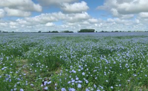 Flax sector sees omega-3 opportunity
