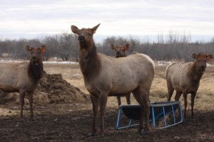 CWD control program consultation deadline extended