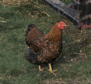 Yorkton Council gets behind backyard hens