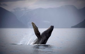 Whale watch firm ‘devastated,’ says its boat could have hit humpback later found dead