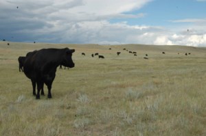 Food Inspection Agency slammed for handling of bovine tuberculosis case