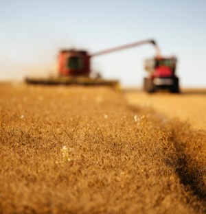 SaskAgToday.com Roundtable: India imposes a 30% duty on all yellow pea imports