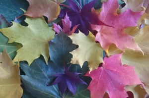 Gardener's Notebook: Wreaths can fit with Halloween