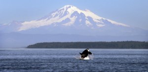 Southern resident orca calf missing, presumed dead: Center for Whale Research