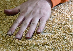 Five years and counting: Inside Canada’s seed regulatory overhaul