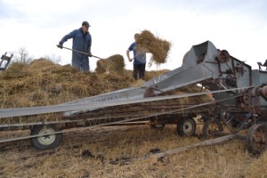 Threshing demonstration brings pioneer harvest days to life