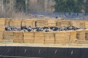 Gunshots herald ostrich cull after police limit access to British Columbia farm