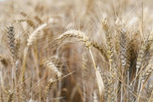 Canadian Grain Commission adjusts durum grading process
