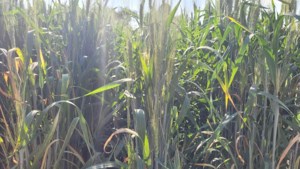 SaskWheat to host "Grade School" for farmers