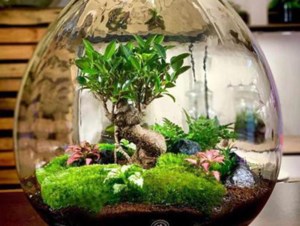 Grow Your Own Future: Create a terrarium